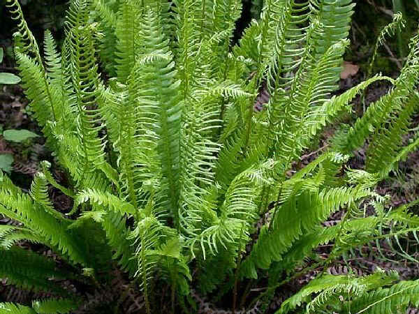 Blechnum spicant (L.) Roth