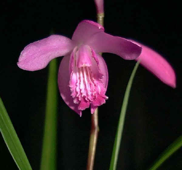 Bletilla striata