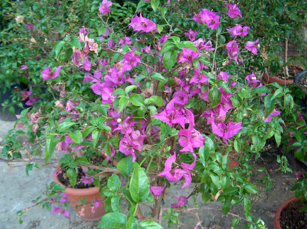 Bougainvillea