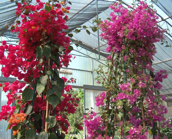 Bougainvillea