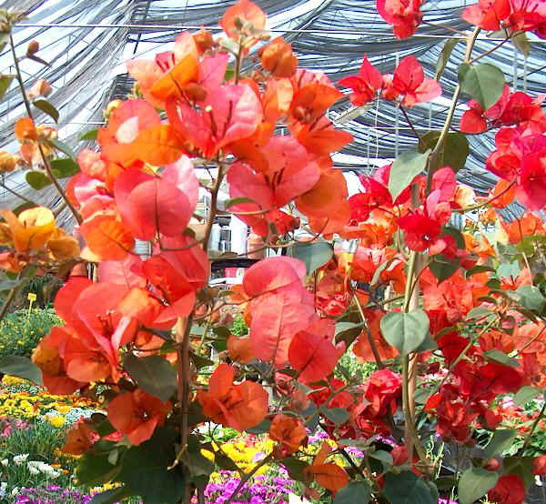 Fiori di Bougainvillea