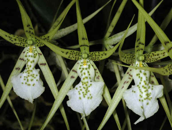 Brassia verrucosa