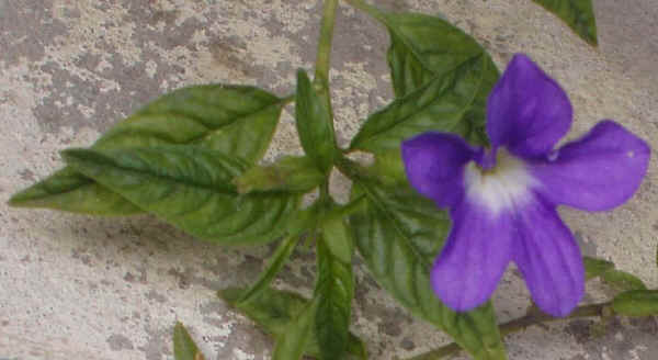 Browallia speciosa - Fior di zaffiro