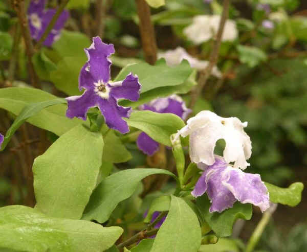 Brunfelsia calycina