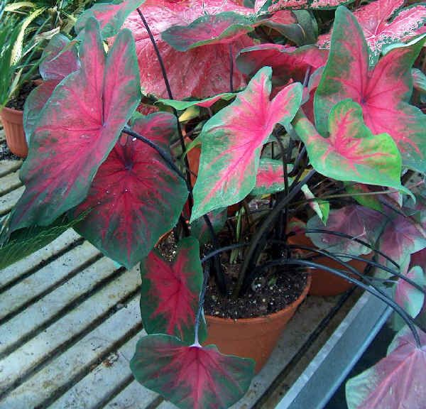 Caladium