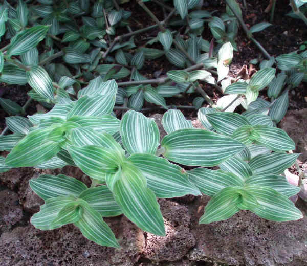 Callisia elegans - Setcreasea striata