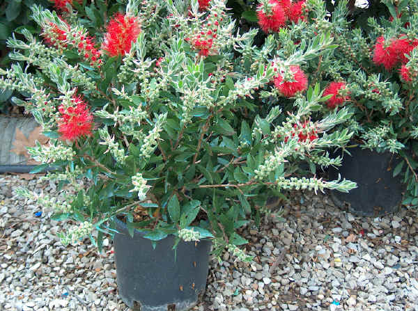 Callistemon linearis