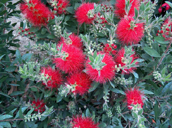 Callistemon linearis