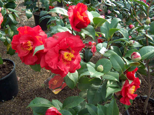 Camellia japonica Dr. Burnside