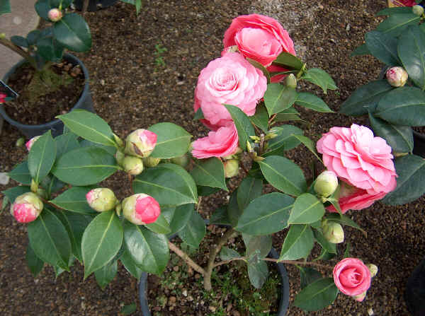 Camelia japonica Mrs. Tingley