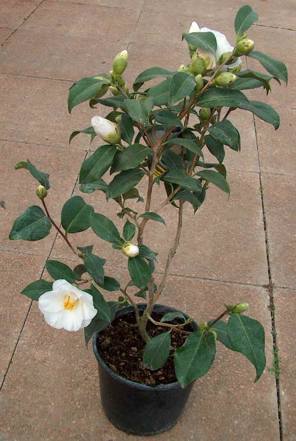 Camelia japonica varietà Albasimplex