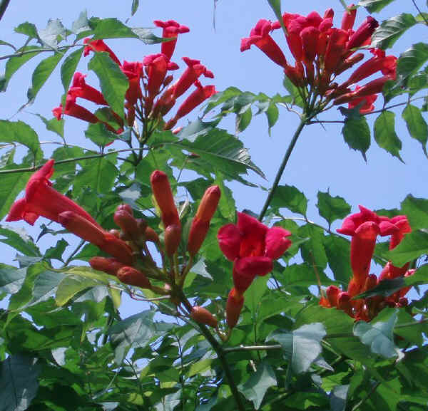 Campsis radicans