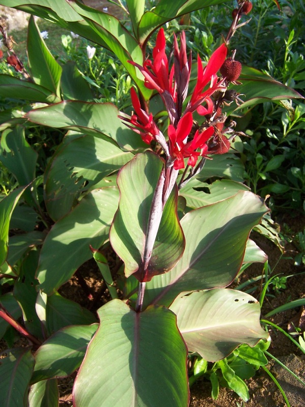 Canna indica