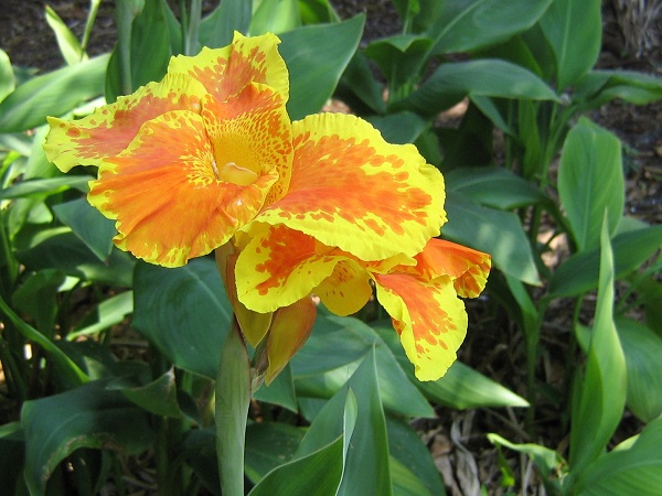 Canna indica