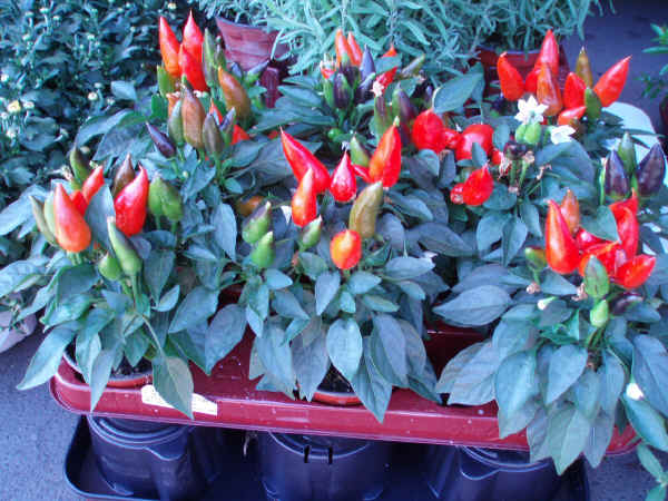 Capsicum annuum