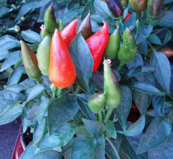 Capsicum annuum