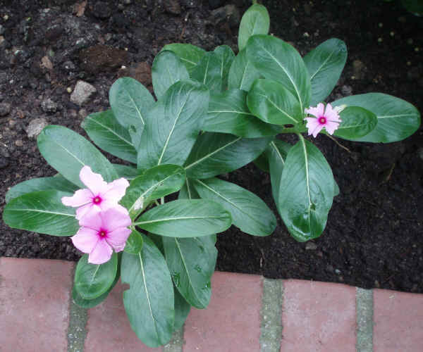 Catharanthus roseus