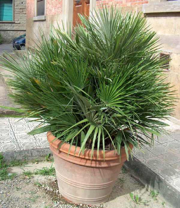 Chamaerops humilis - Palma di San Pietro