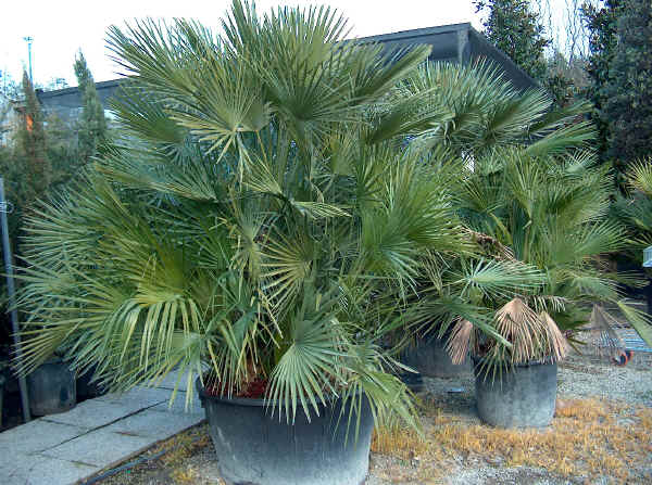 Chamaerops humilis - Palma di San Pietro