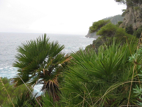 Chamaerops humilis - Palma di San Pietro