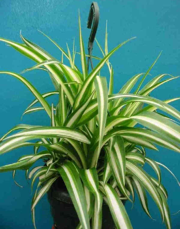 Chlorophytum comosum