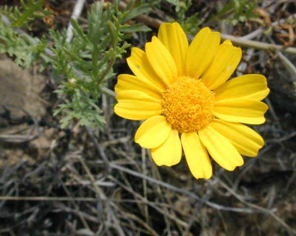 Chrysanthemum coronarium