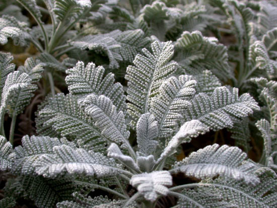 Chrysanthemum haradjani