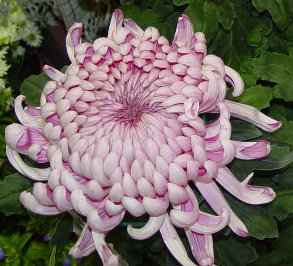 Chrysanthemum morifolium