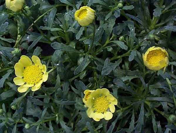 Chrysanthemum multicaule