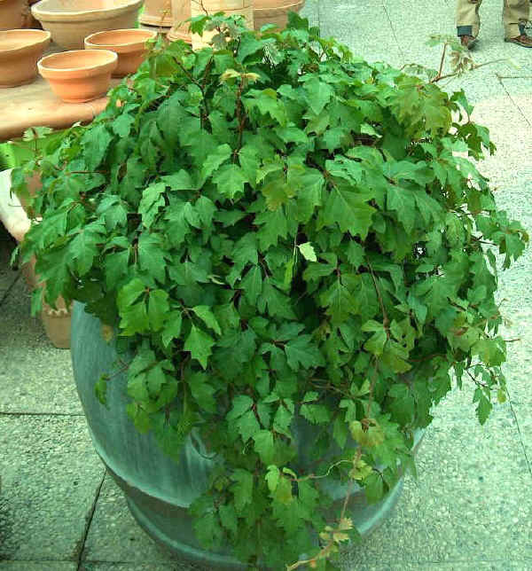 Cissus rhombifolia - Rhoicissus rhomboidea