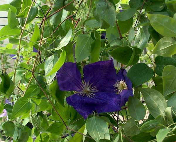 Clematis Jackmanii "ibrido Gruppo Jackmanii" 