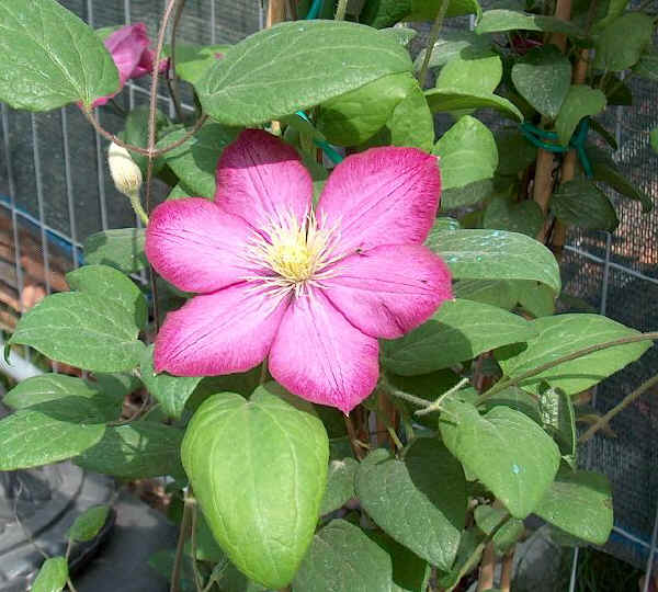 Clematis Ville de Lyon "Ibrido Gruppo Viticella" 