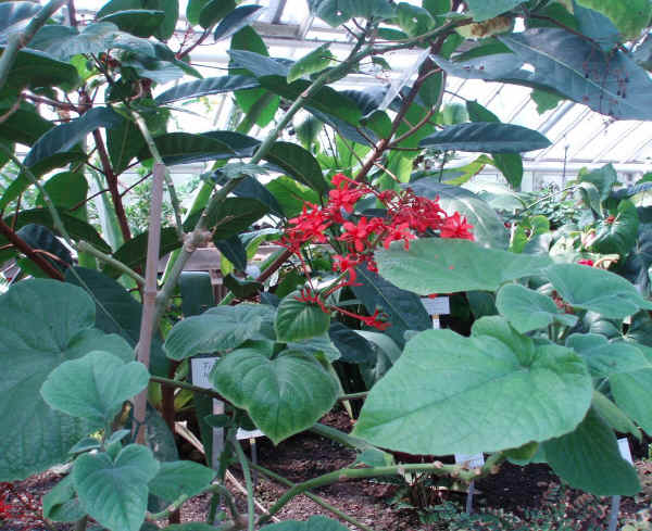 Clerodendrum speciosissimum