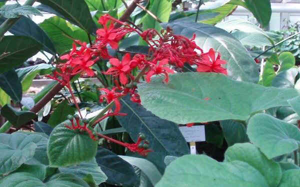 Clerodendrum speciosissimum