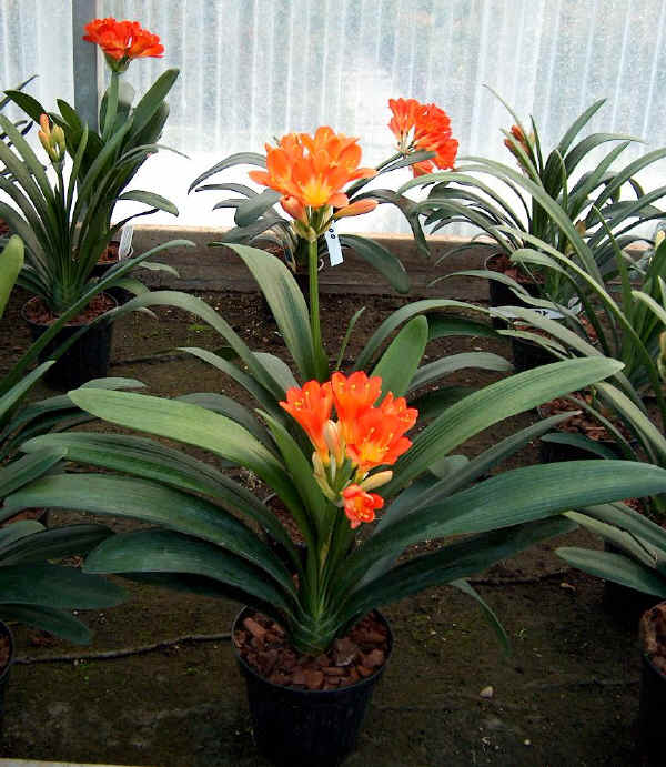 Clivia miniata