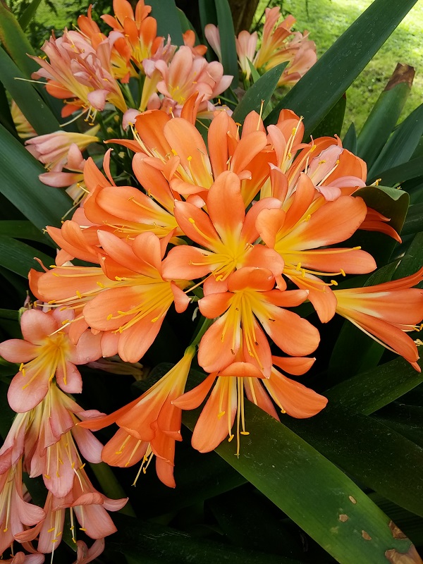 Clivia miniata