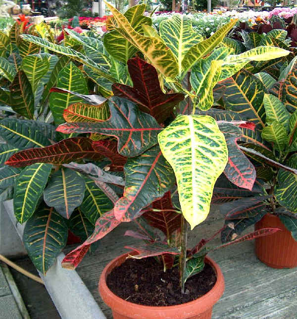 Piante Da Vaso Codiaeum Croton Codiaeum Aucubaefolium Codiaeum Borgoriense Codiaeum Spirale Codiaeum Tiglium Codiaeum Variegatum Var Pictum Codiaeum Warrenii