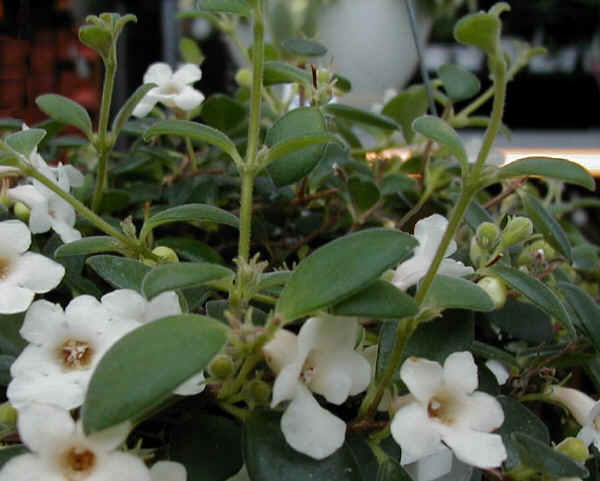 Codonanthe carnosa