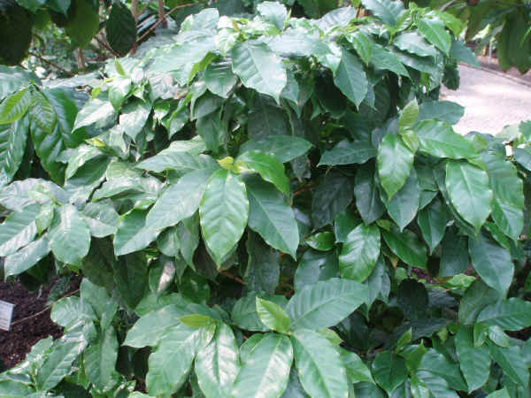 Coffea arabica - Pianta del caffè