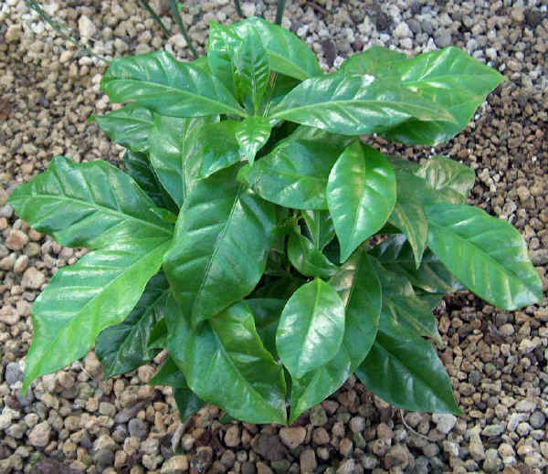 Coffea arabica - Pianta del caffè