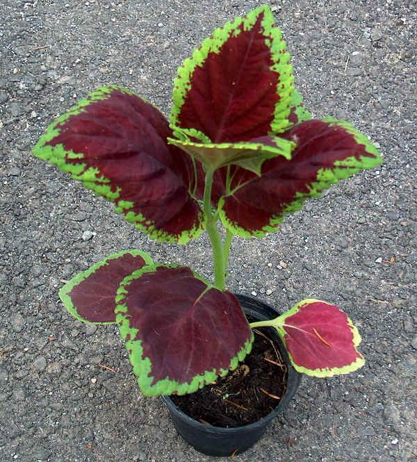 Piantine di Coleus blumei