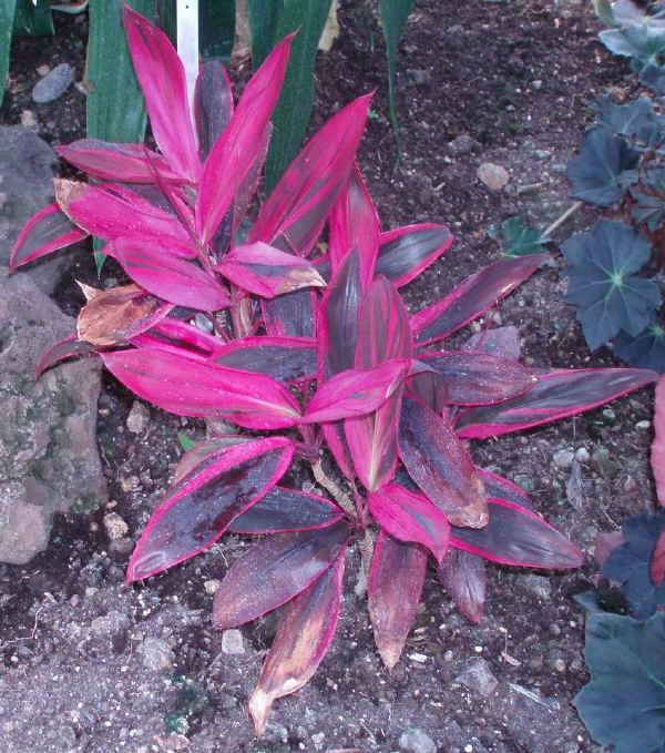 Cordyline terminalis