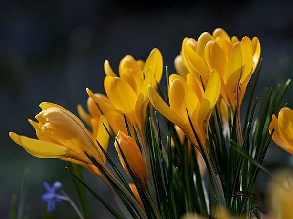 Crocus aureus