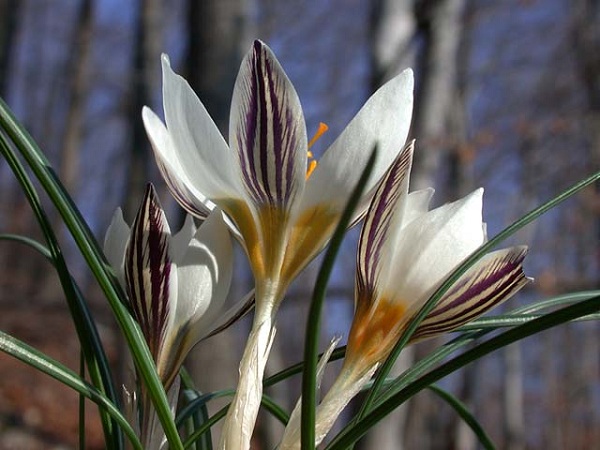 Crocus biflorus