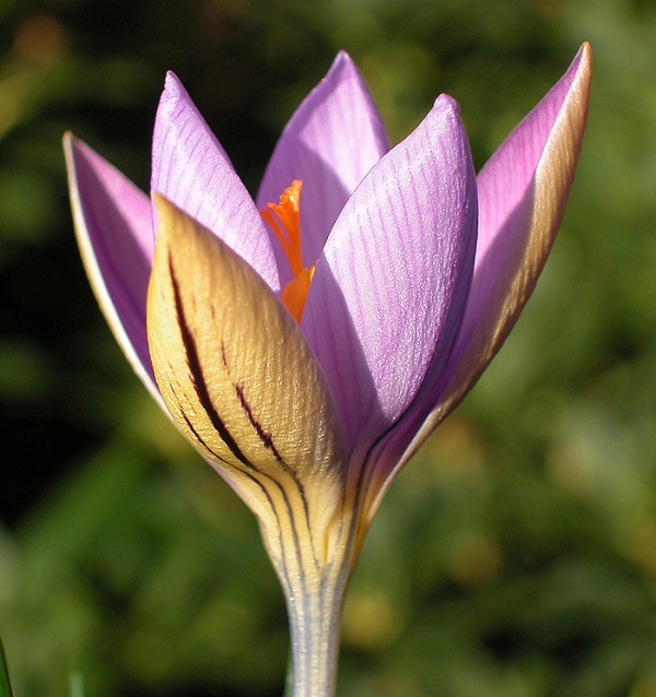 Crocus imperati