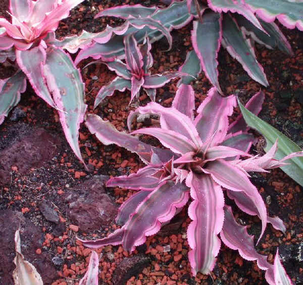 Cryptanthus ibrido