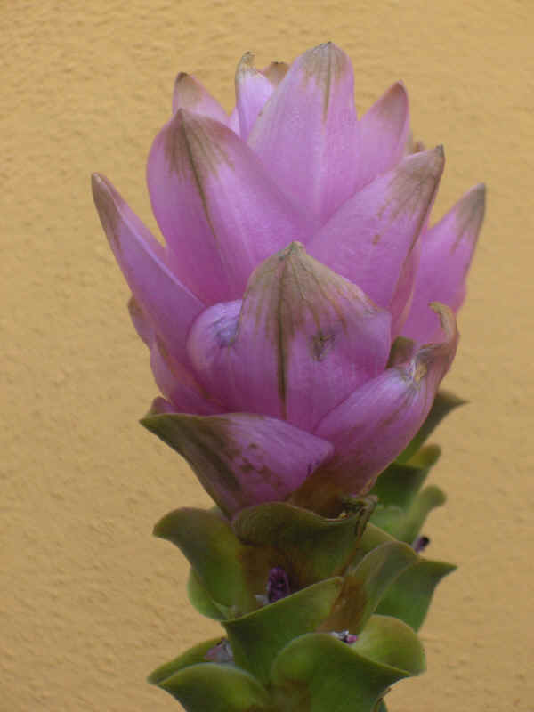 Curcuma alismatifolia