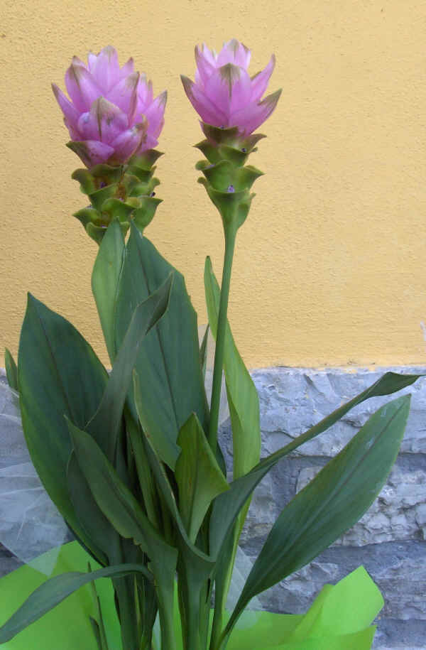 Piante Da Vaso Curcuma Curcuma Alismatifolia