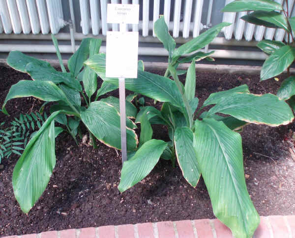 Curcuma longa