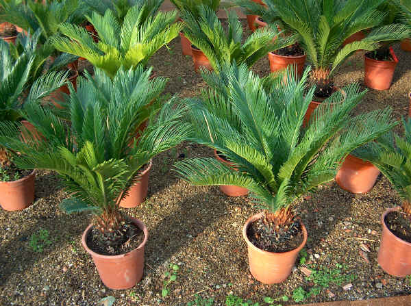 Cycas revoluta